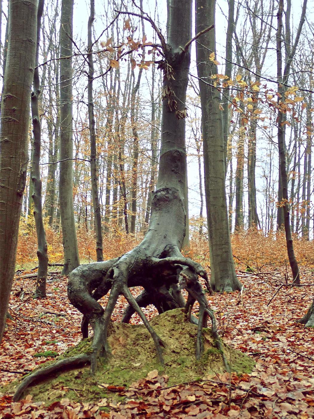 Der Baum streckt seine Beine