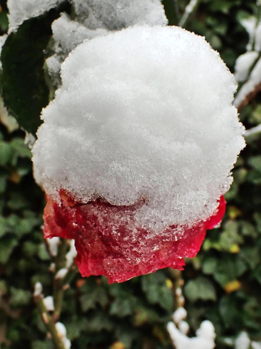 Rose mit Haube