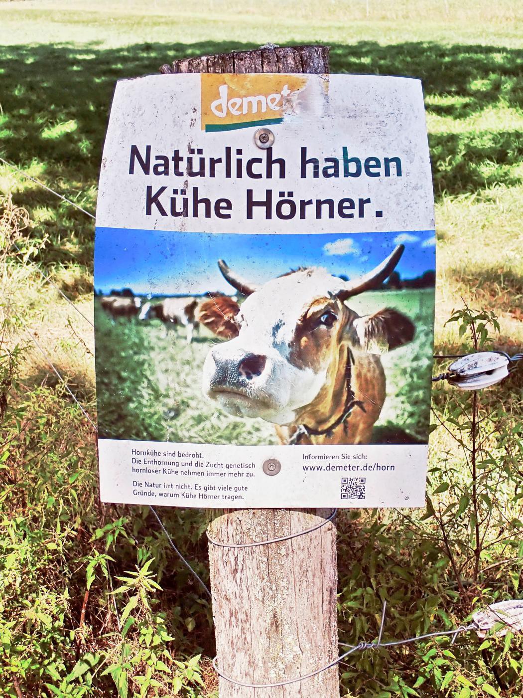 Natürlich haben Kühe Hörner