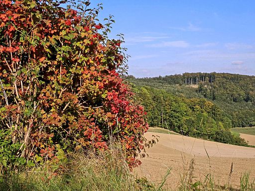 Herbststimmung am Kropsheider Weg