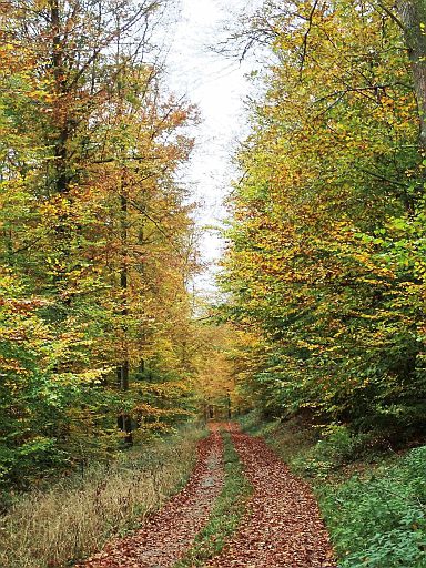 Bödexer Wald