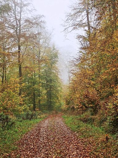 Bödexer Wald