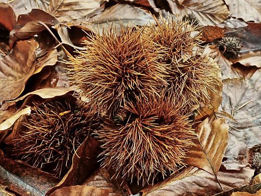 Vegetative Igel