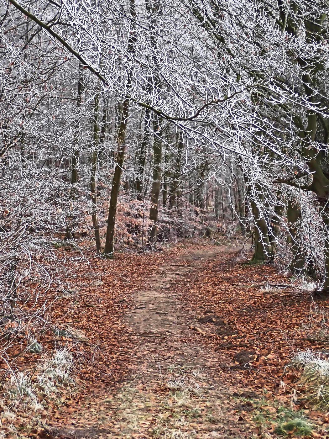 Eiswald Siebenberge