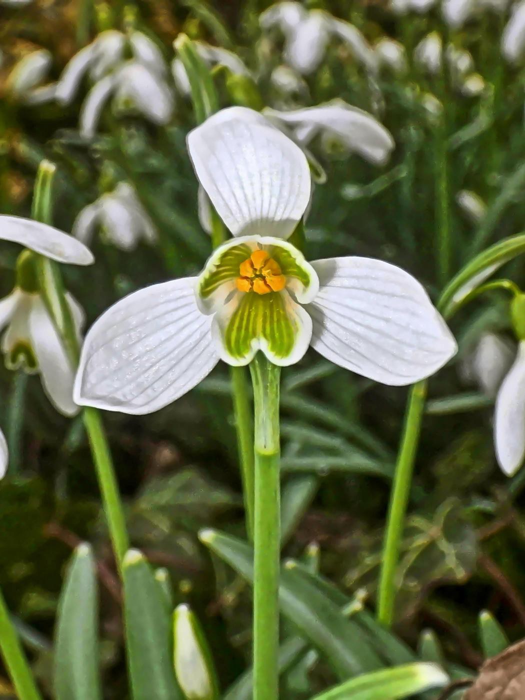 Vorfrühling