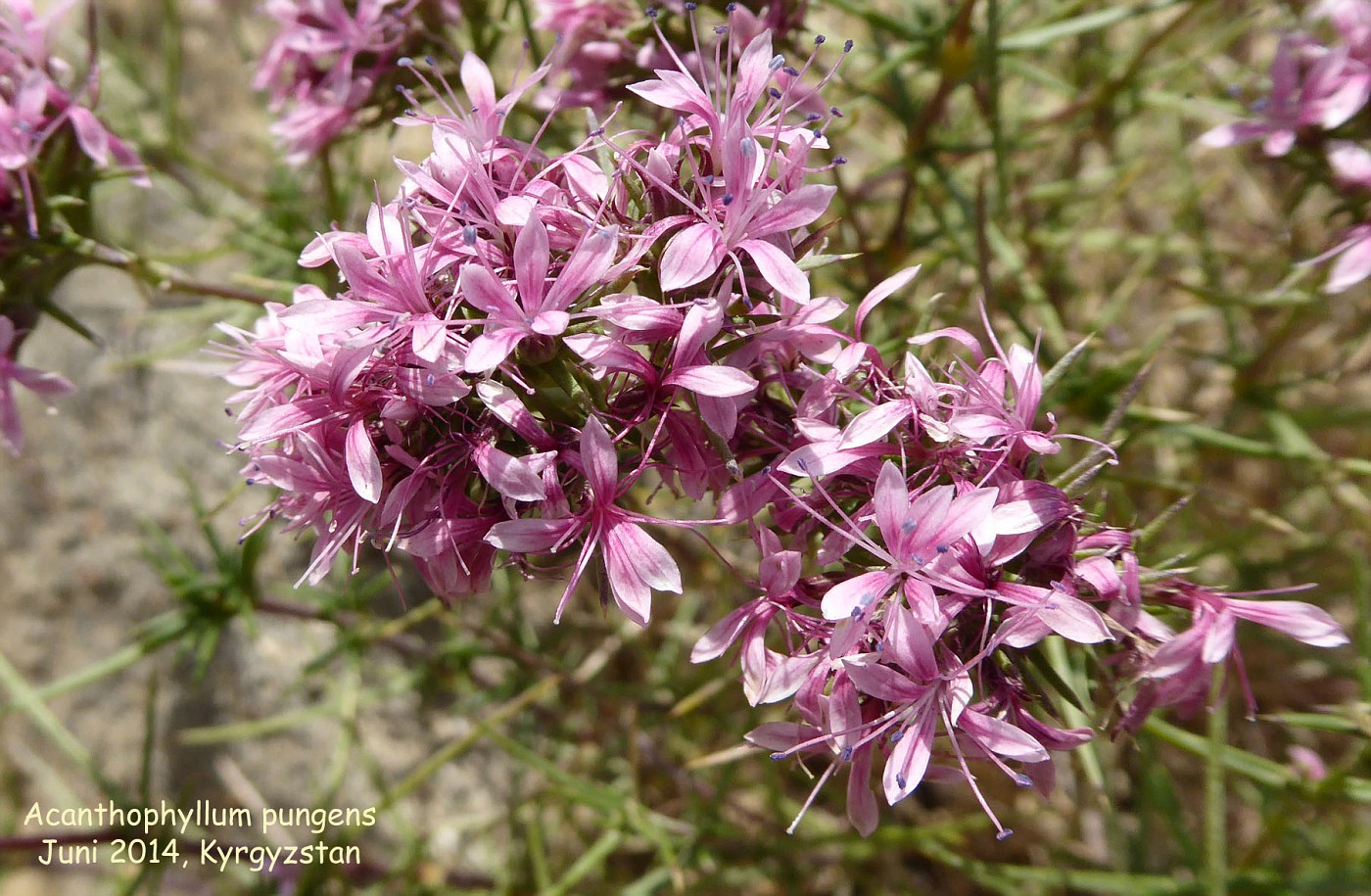 Photo: Acanthophyllum pungens | Z. Caryophyllaceae (others) album ...