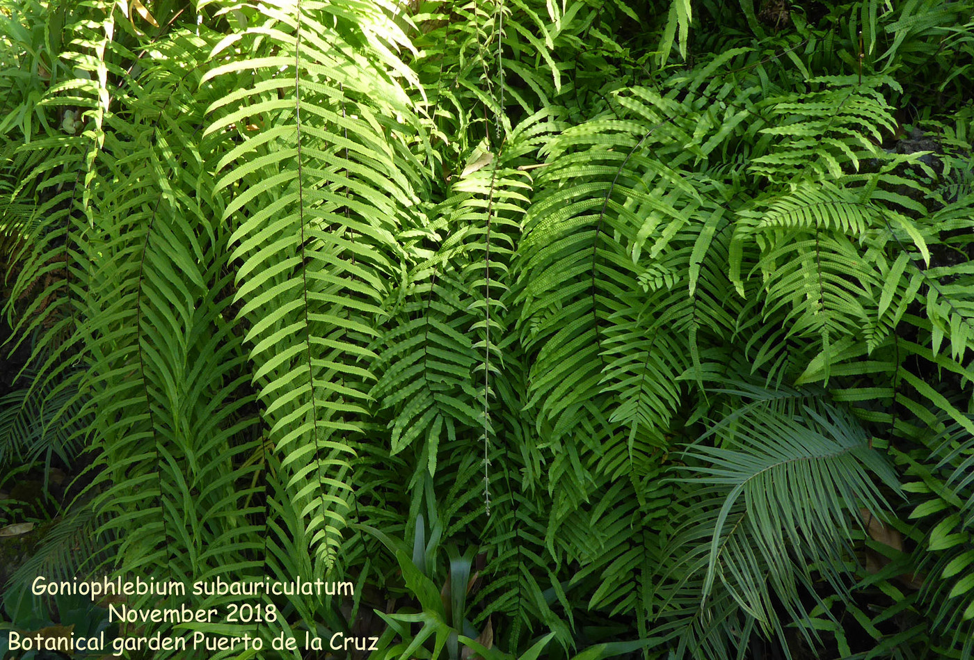 Photo: Goniophlebium subauriculatum | Goniophlebium album | Nora