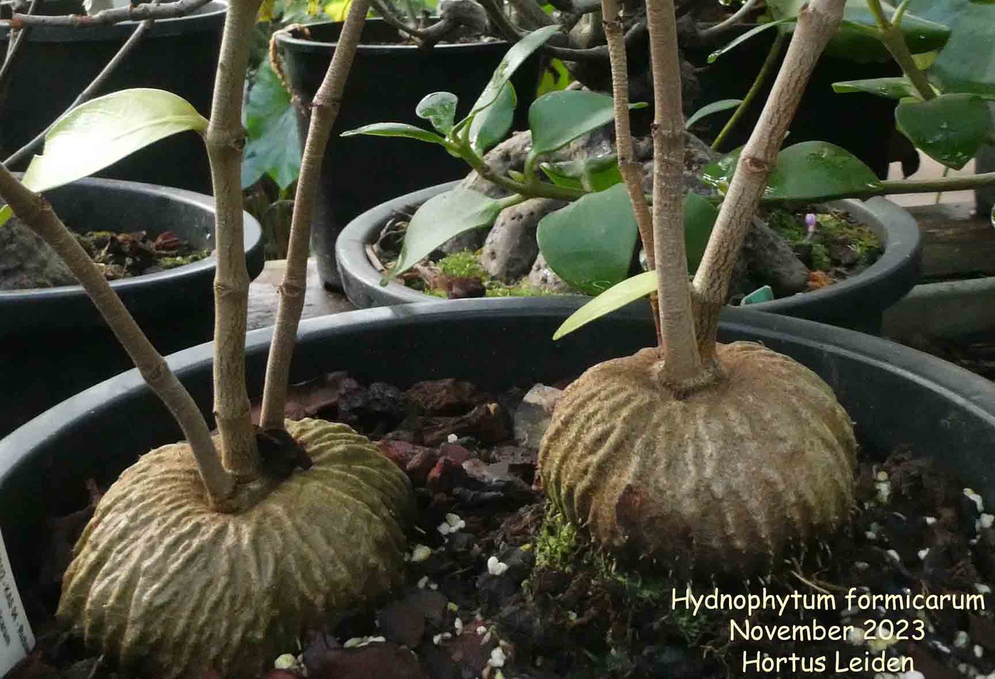 Hydnophytum formicarum