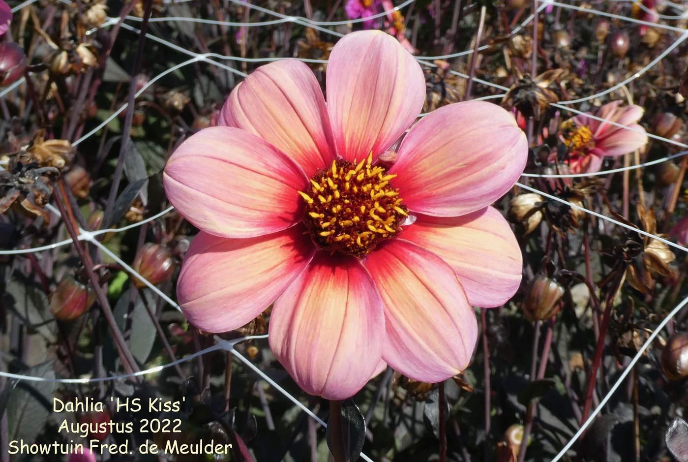 Abstract Pink Dahlia Flower Artwork - Franklin Arts