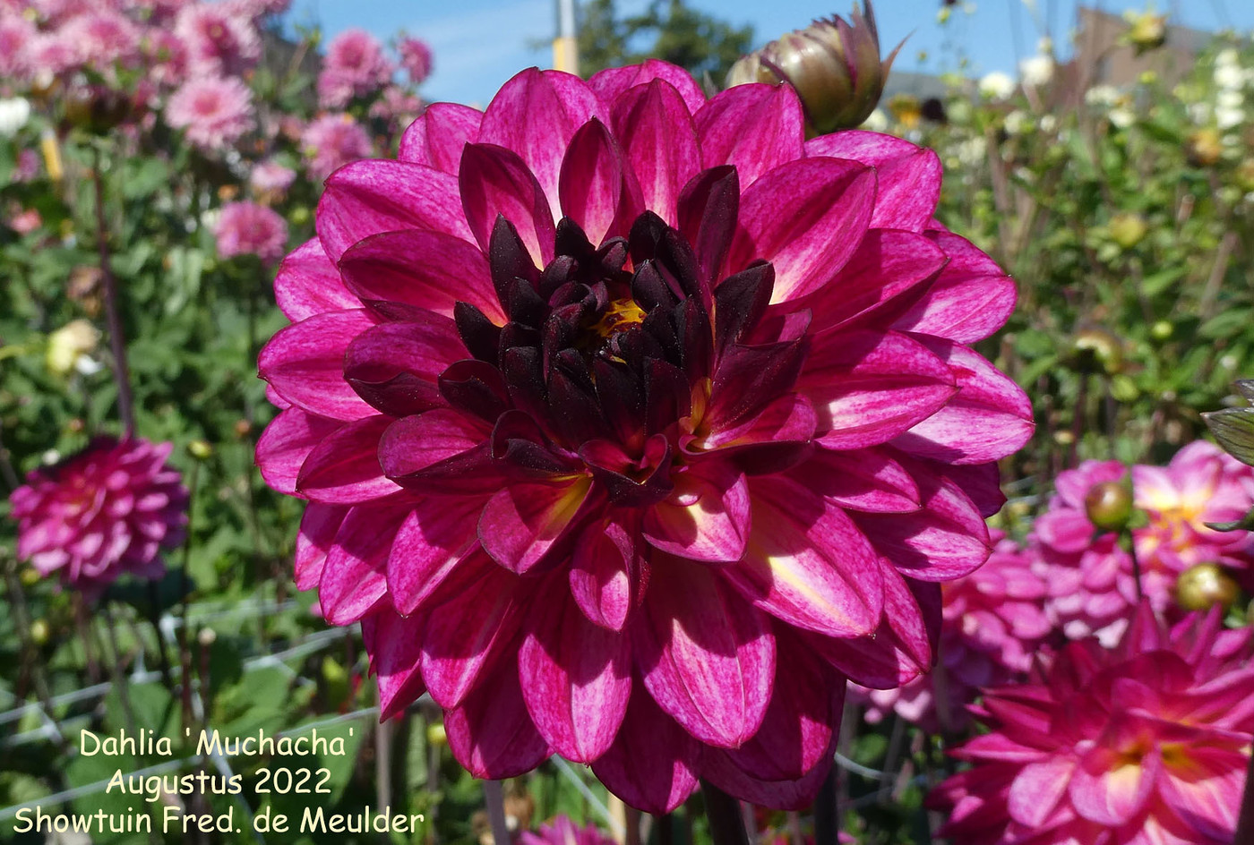 Photo: Dahlia 'Muchacha' | Dahlia (hybrid cultivars) album