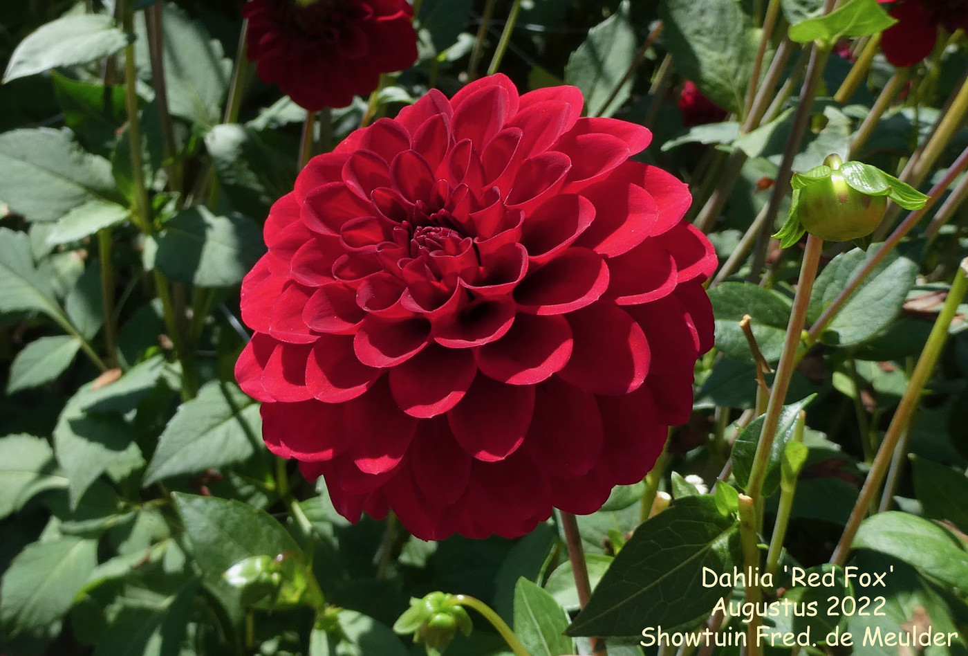 Photo: Dahlia ‘Red Fox’ | Dahlia (hybrid cultivars) album | Nora Goosen