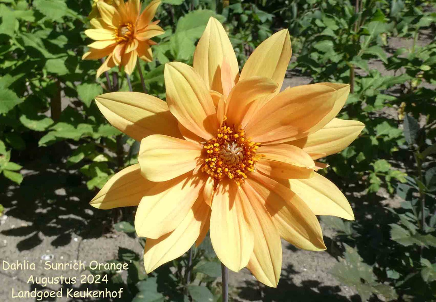 DAHLIA　ヨーヨー　リクリエーション　アノマリー　オレンジ DAHLIA ヨーヨー リクリエーション アノマリー オレンジ DAHLIA