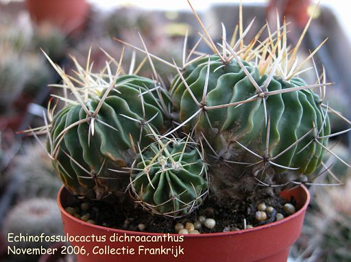 Echinofossulocactus dichroacanthus