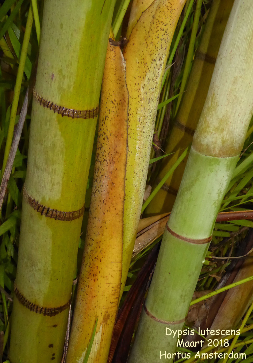 Photo: Dypsis lutescens | Dypsis album | Nora Goosen