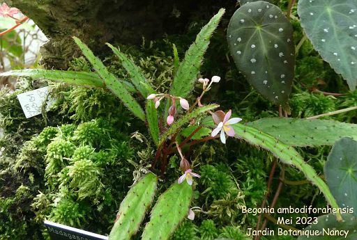 Begonia ambodiforahensis