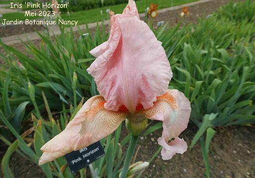 Iris 'Pink Horizon'