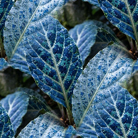 Blue 3