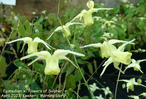 Epimedium x 'Flowers of Sulphur'