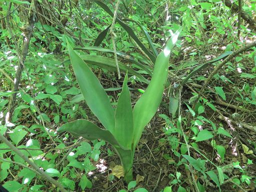186 Sanseveria pedicellata from Mrwere mountain in Manica province Mozambique