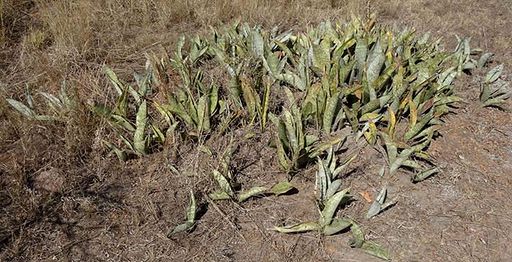 191 Sansevieria grandis close to Boane southern Mozambique. Dry season aspect
