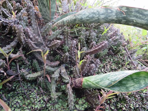 196 Sansevieria hycinthides Cabeca do Velho mountain close to Chimoio town in Manica province center of Mozambique