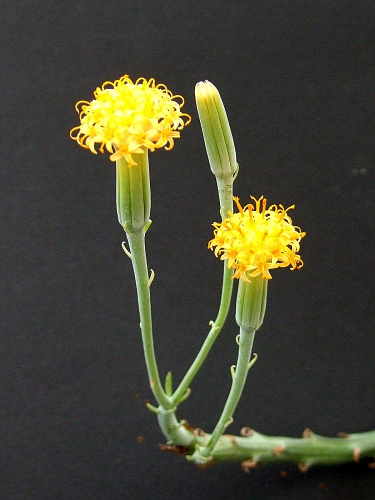 Kleinia longiflorus