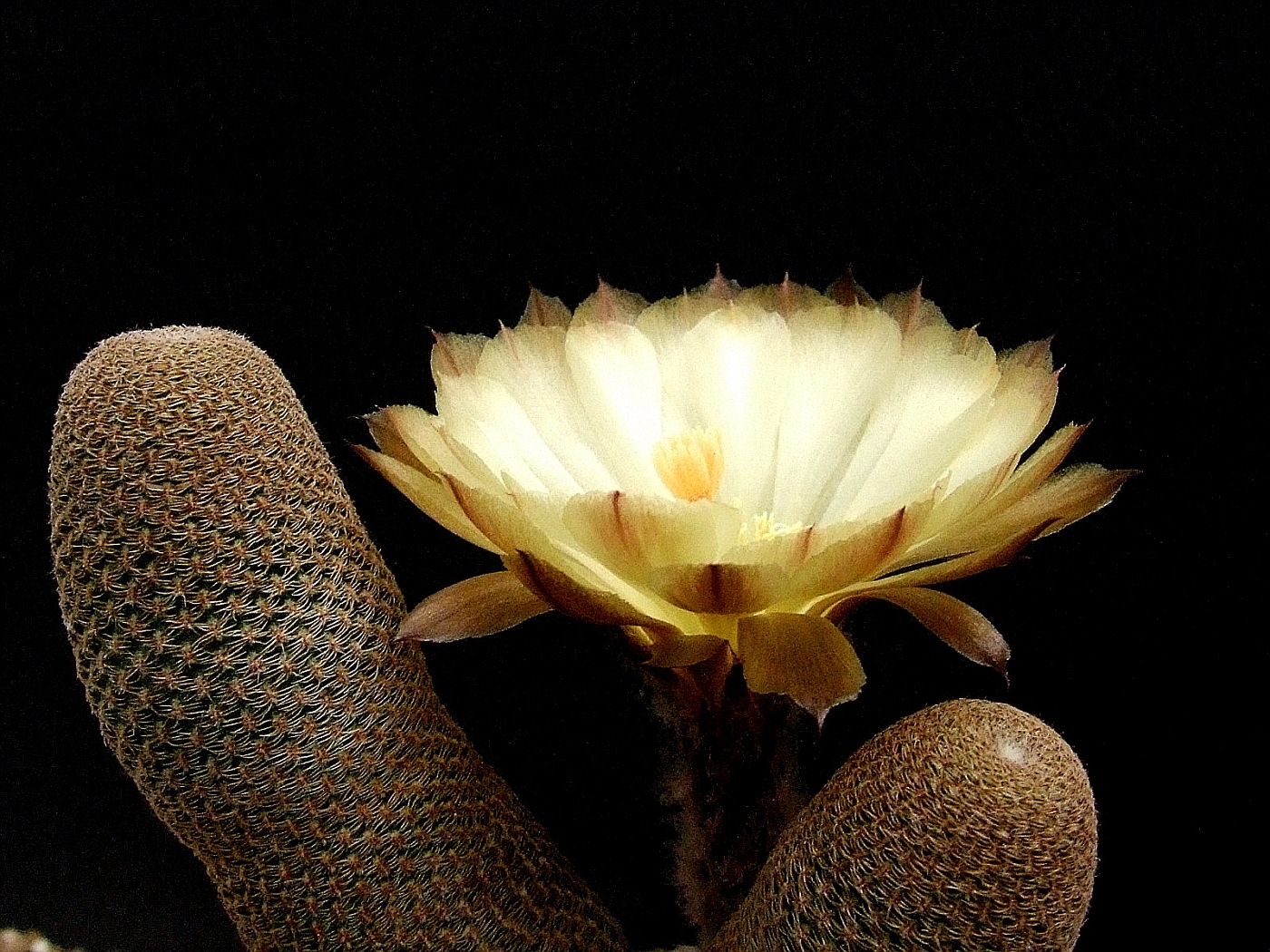 Echinopsis bonniae