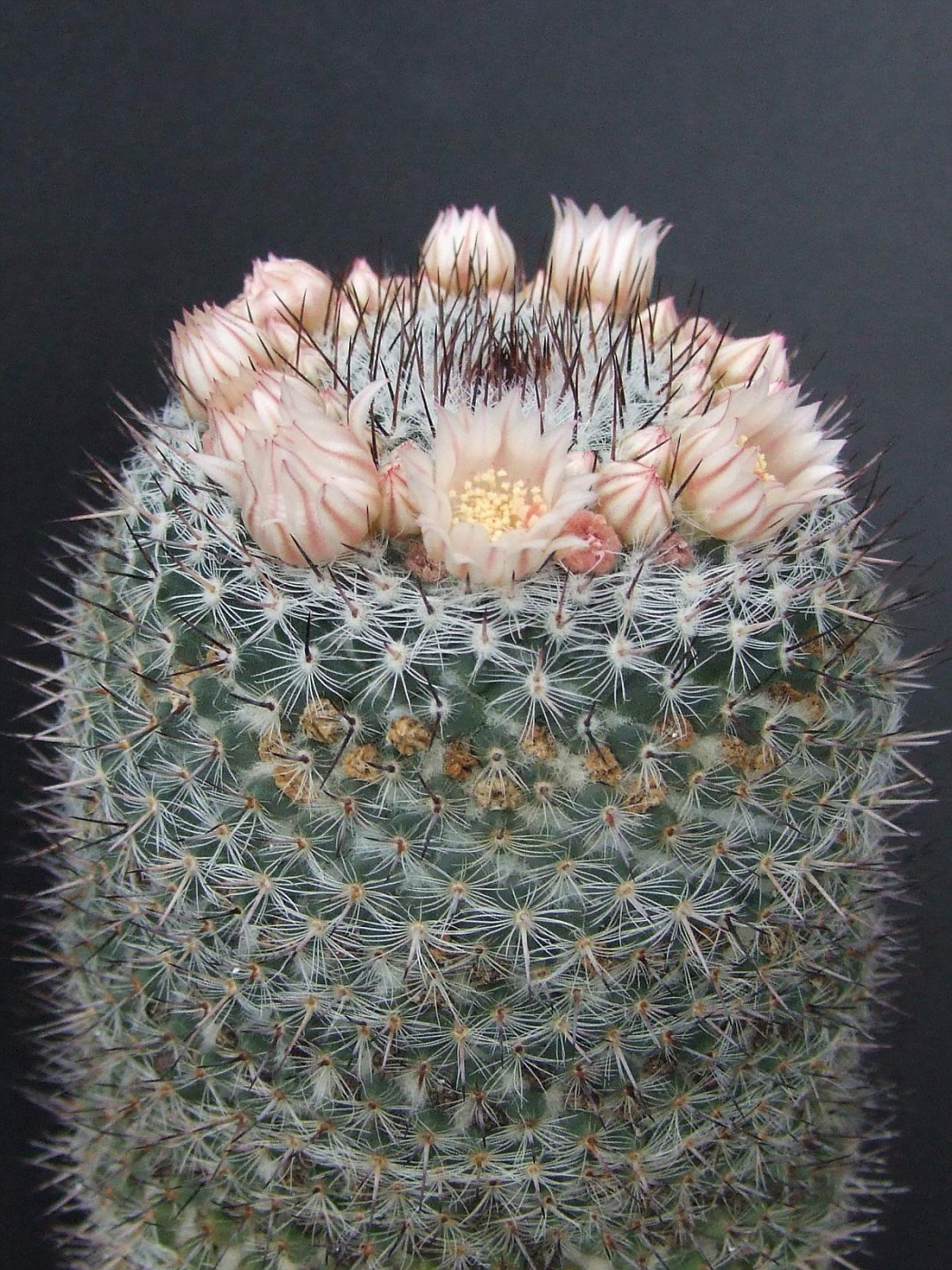 Photo: Mammillaria ritteriana | Cactus Mammillaria album | Cok  Grootscholten Succulent World ..