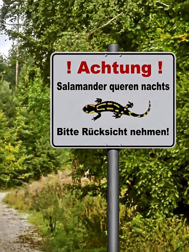 Achtung! Salamander