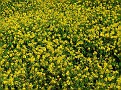 Amarillo