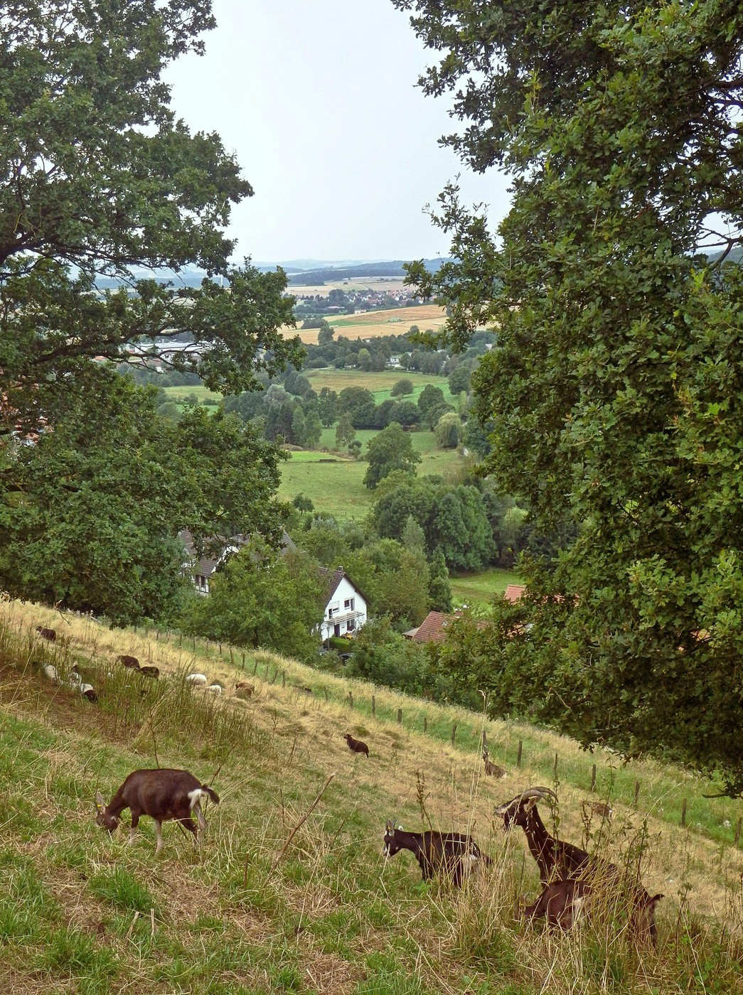 Ziegen über Schwalenberg