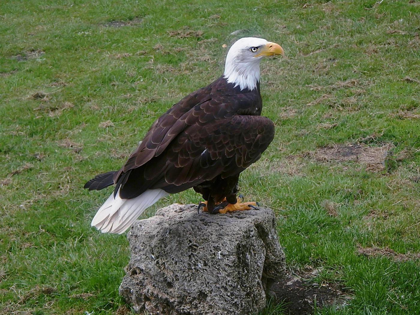 Weißkopfseeadler