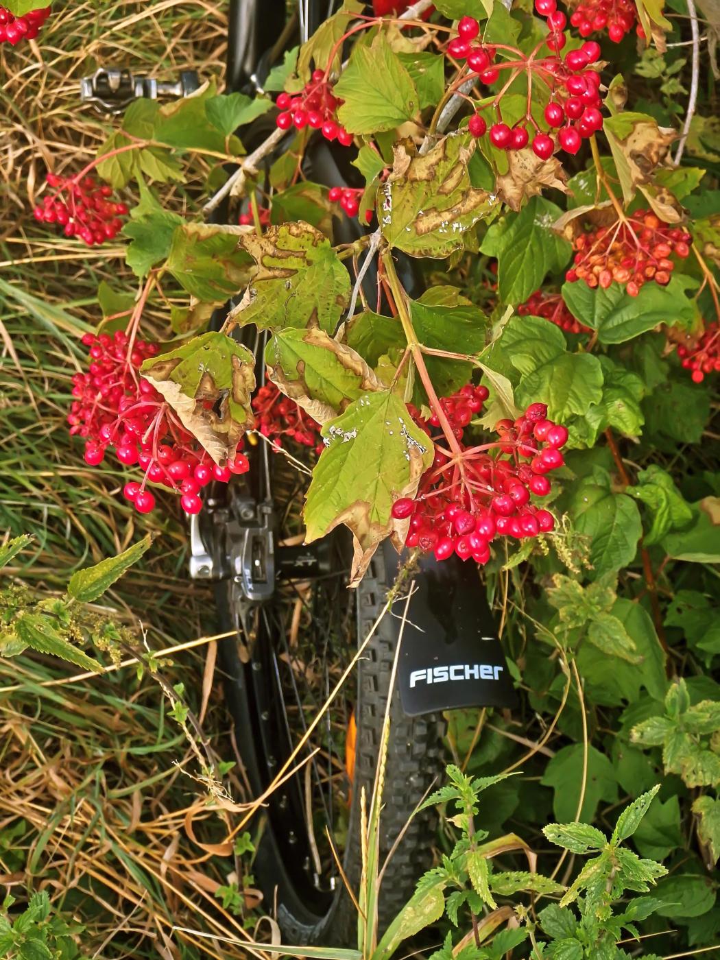 Leuchtende Vogelbeeren