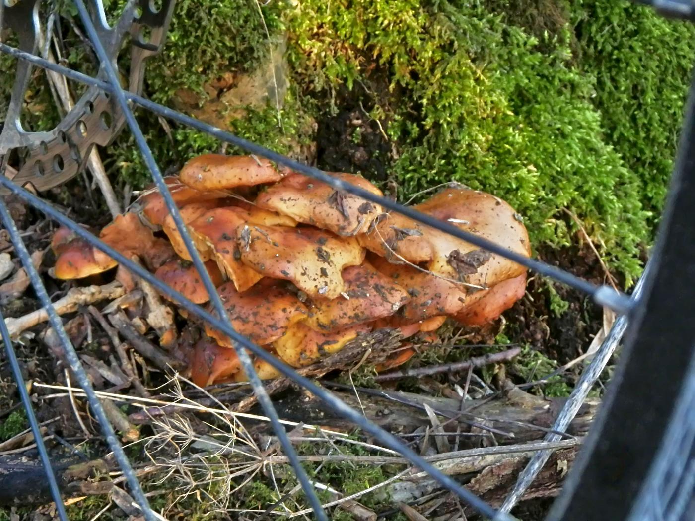 Schädlicher Speisepilz