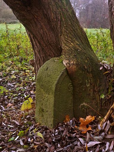 Baum frisst Grenzstein