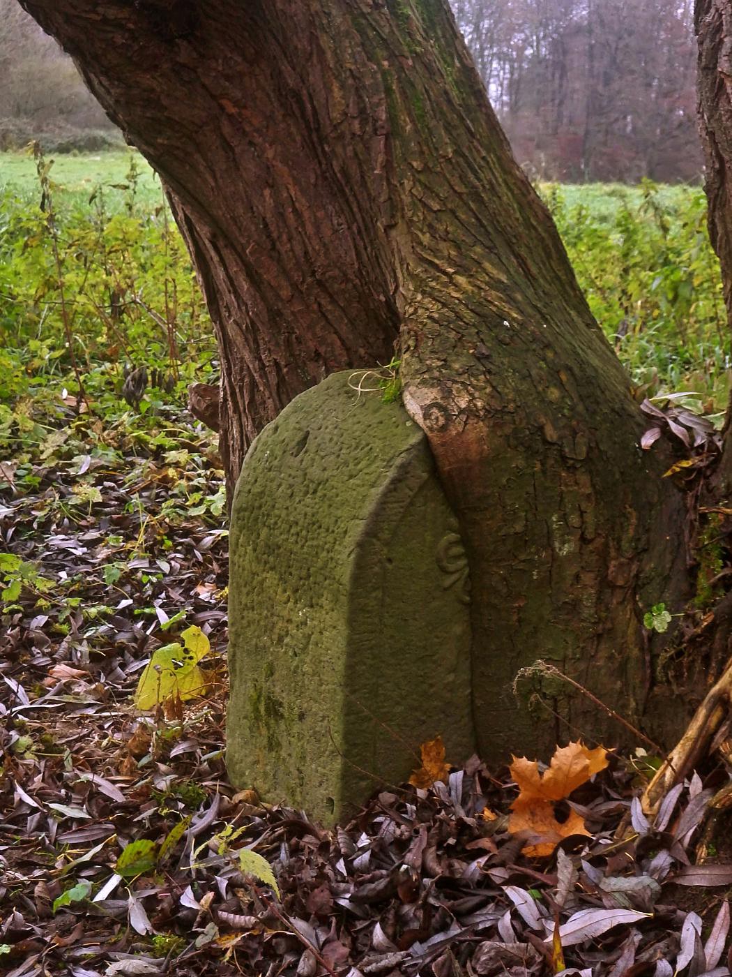 Baum frisst Grenzstein