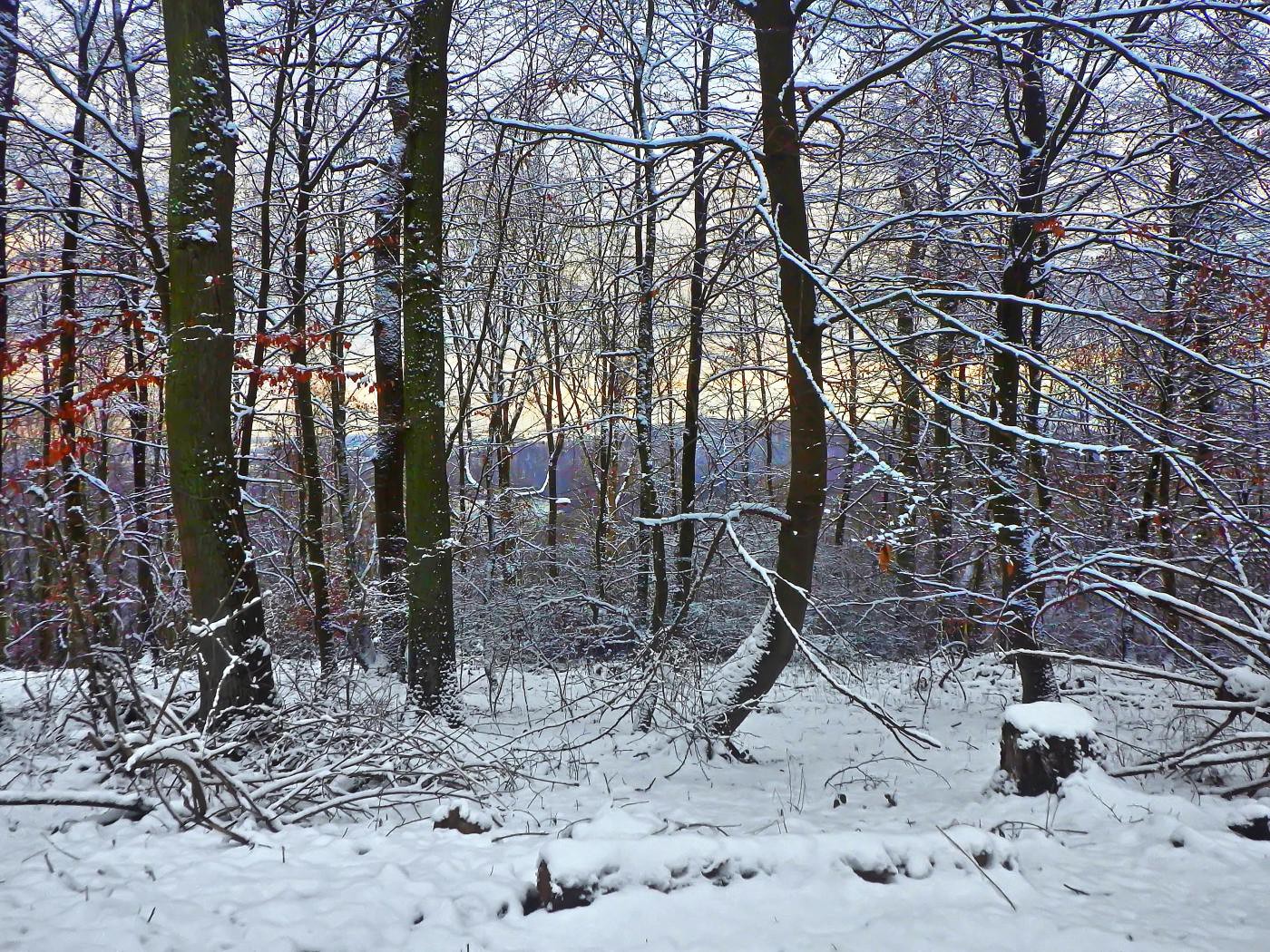 Ottensteiner Wald