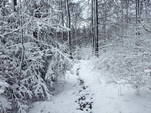 Weg durch Reiner Wald