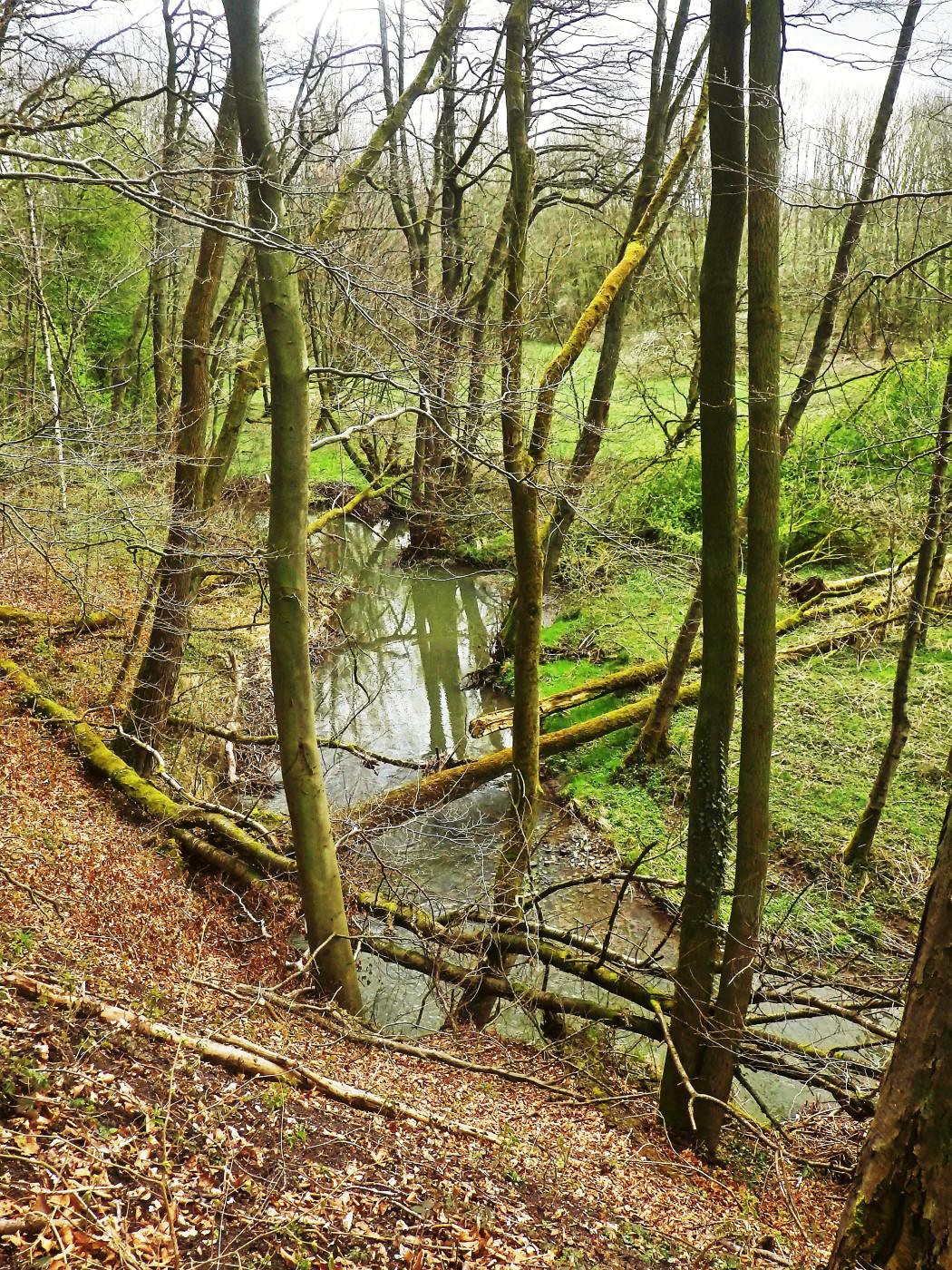 Mikado der Natur