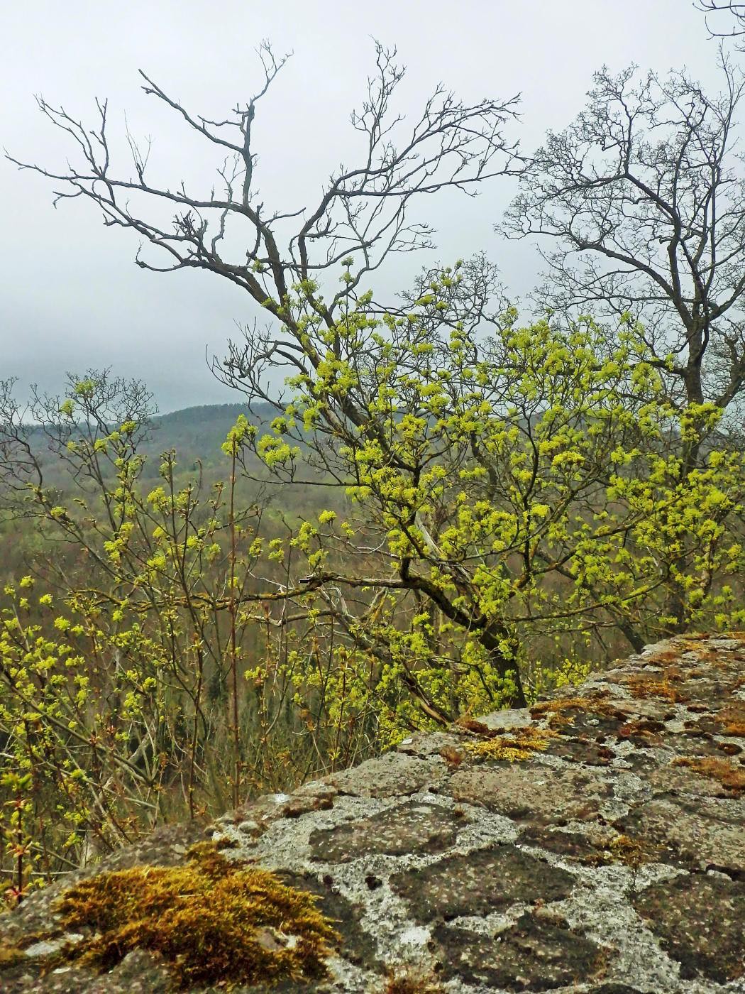 Blick von der Ruine