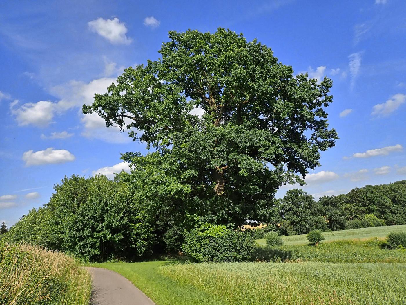 Oesterröden