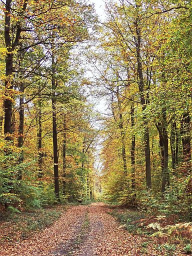 Auf dem Herbstberg