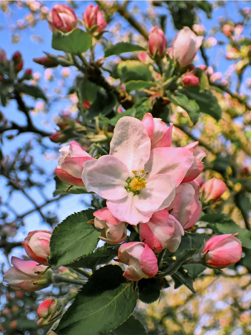 Die Apfelblüte hat begonnen