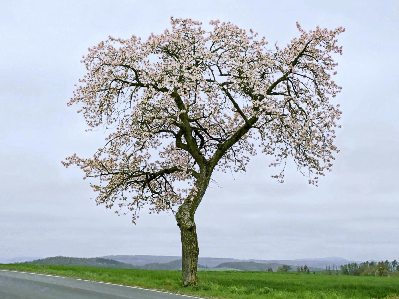 Kirschblüte Rühler Schweiz