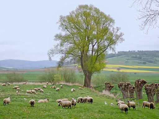 Die ersten Osterlämmer sind geboren