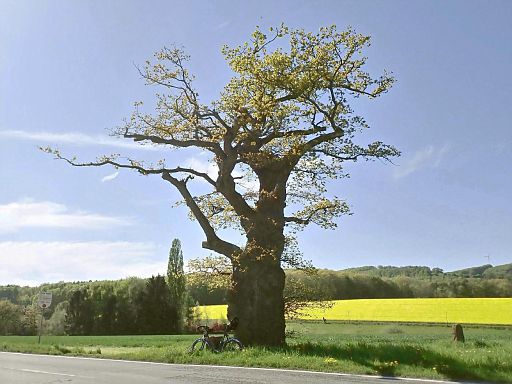 Riesenbonsai