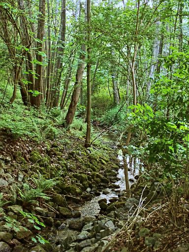 Urwald