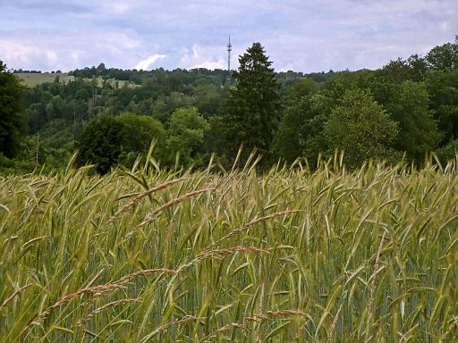 Blick zum Sendemast Hagen