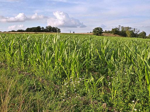 Der Mais muss noch wachsen