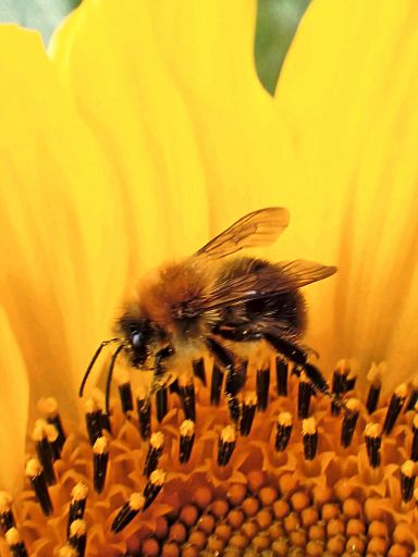 In der lodernden Sonne